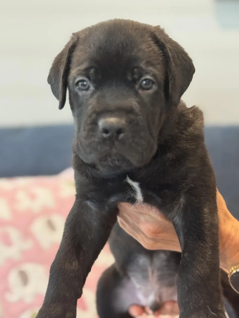 Charlotte's Puppy Tucker thumbnail 3