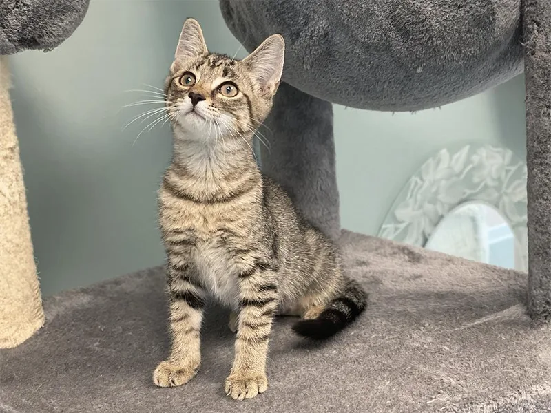 A baby medium-sized female Tabby (Brown / Chocolate) Domestic Short Hair cat named Kitzy for adoption in Charles Town, WV