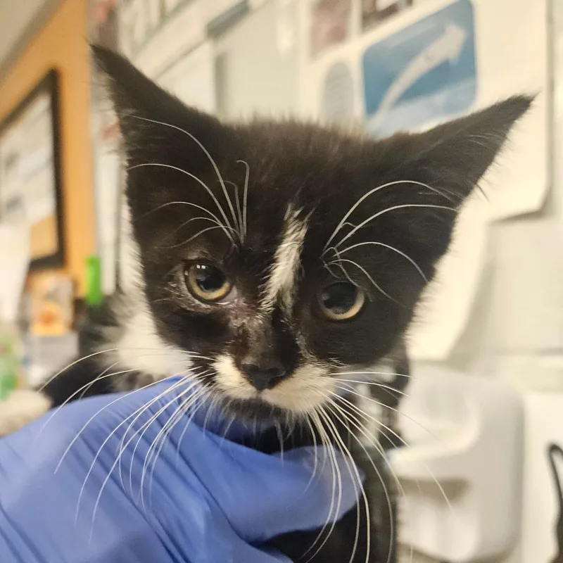 A baby small-sized female Black Domestic Short Hair cat named Nail for adoption in Birdsboro, PA