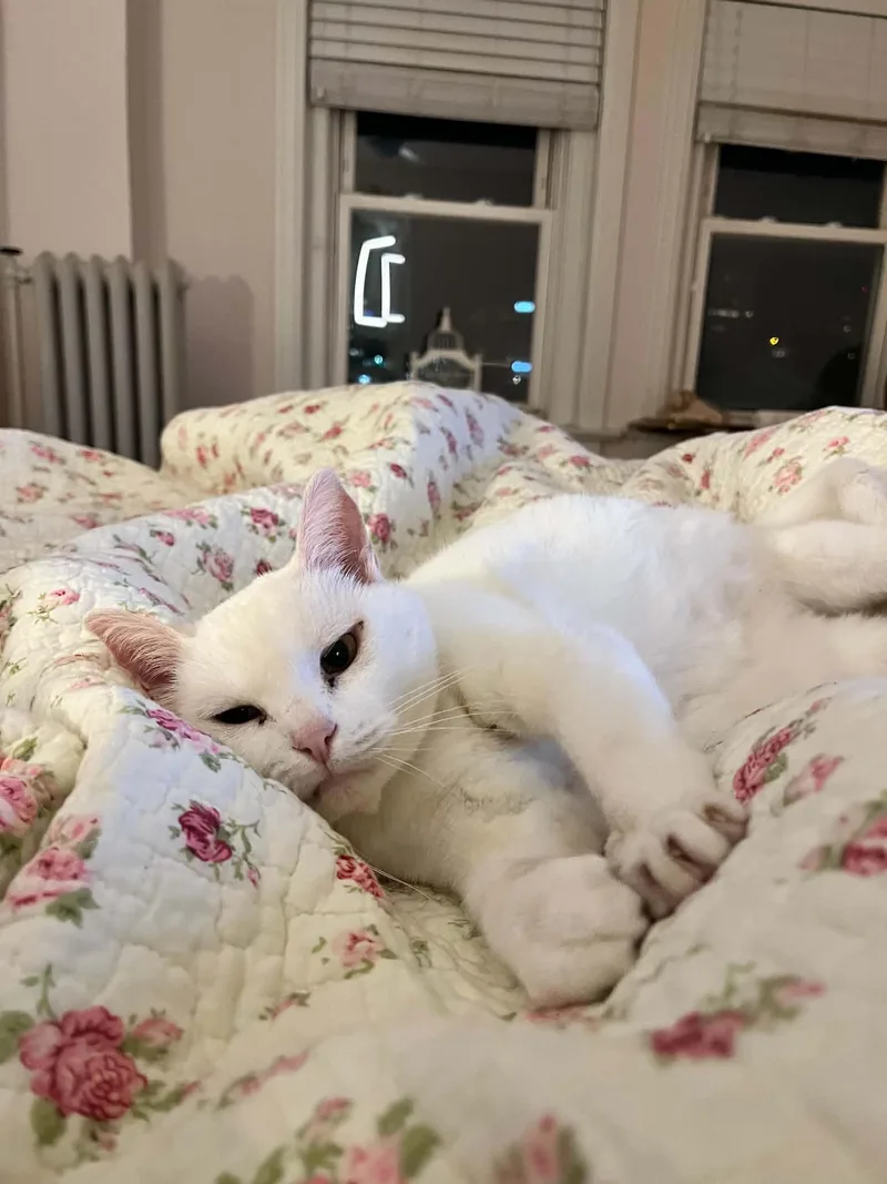 An adult medium-sized female White Domestic Short Hair cat named Apoleia for adoption in Overland Park, KS