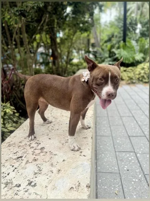 A young medium-sized female Terrier dog named Tina for adoption in Miami, FL