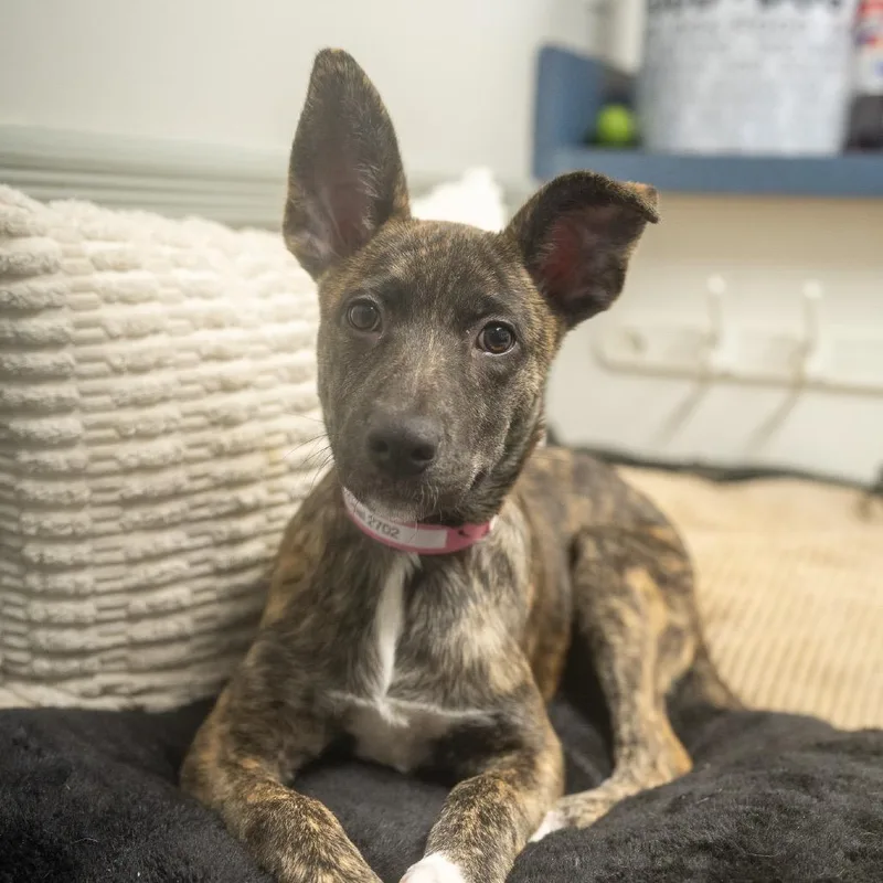 A baby medium-sized female Mountain Cur dog named Opal for adoption in Pawling, NY