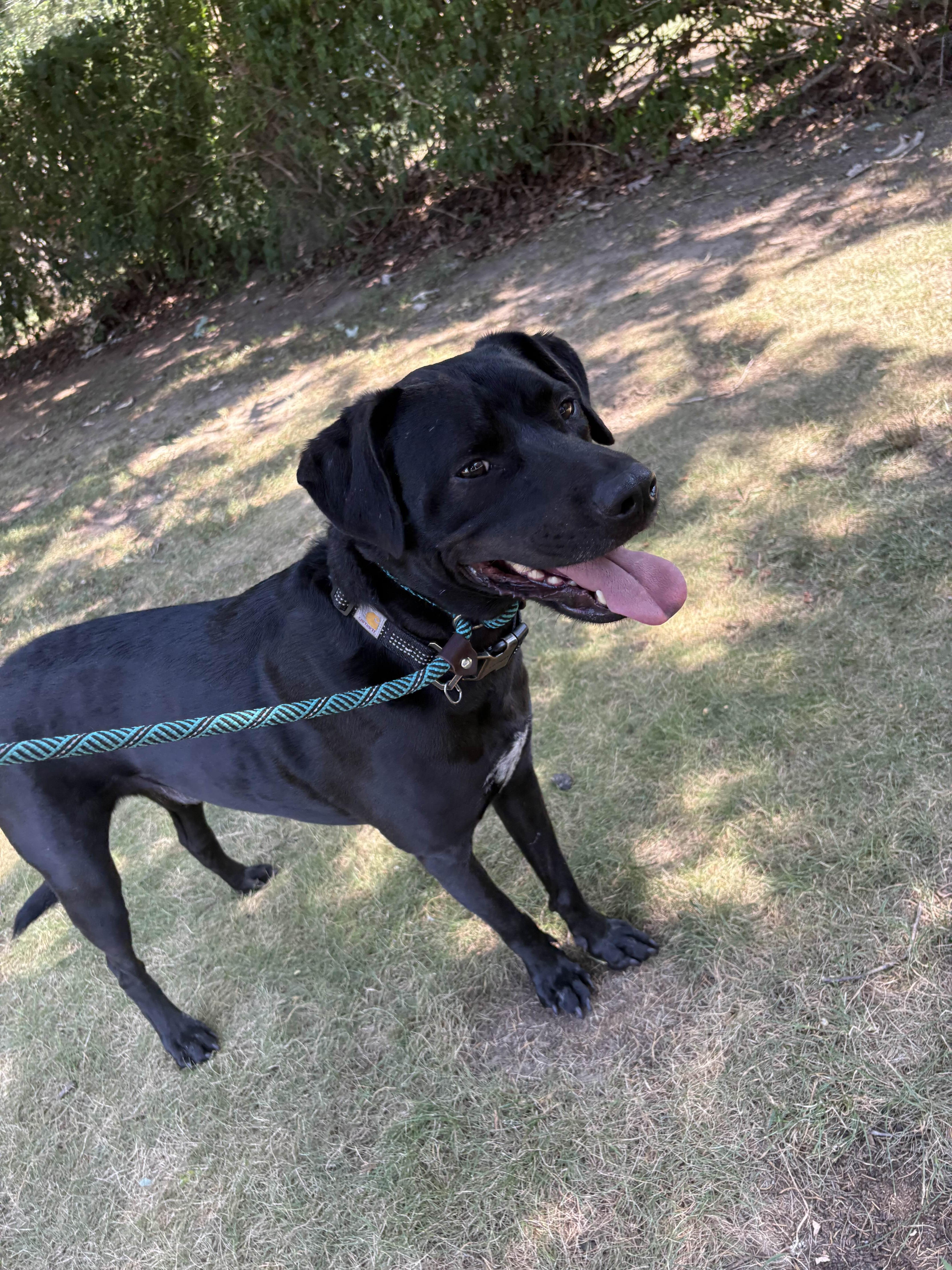 An adult medium-sized male Black Labrador Retriever dog named Knight for adoption in Islip Terrace, NY