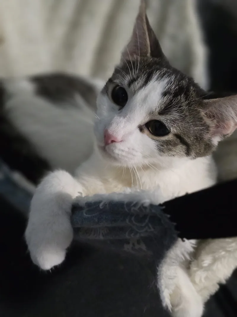 Charlie & Penelopethe Perfect thumbnail 3