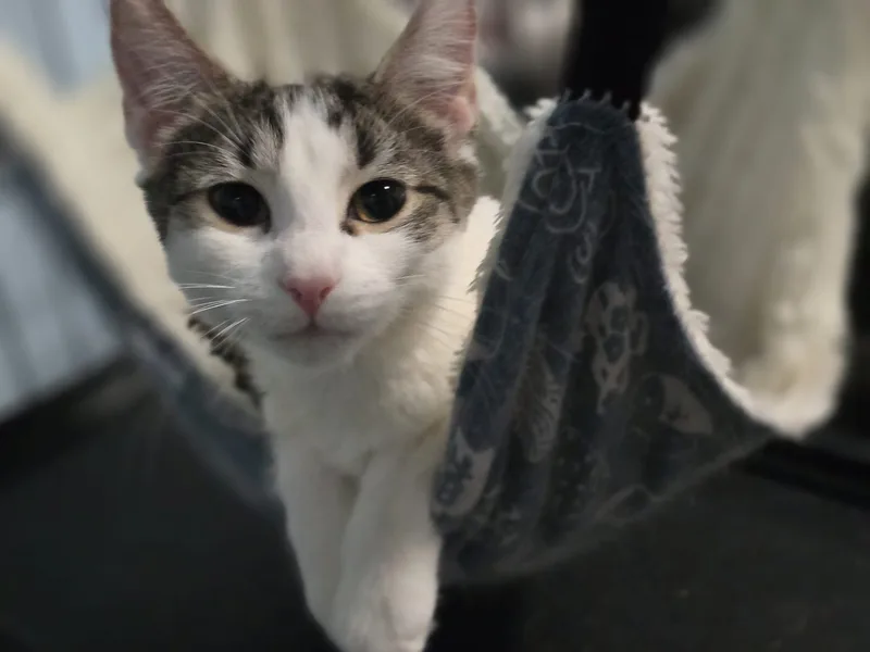 Charlie & Penelopethe Perfect thumbnail 4