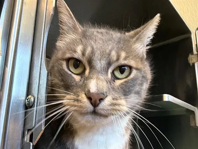 An adult small-sized male Domestic Short Hair cat named Nomad for adoption in Santa Rosa, CA