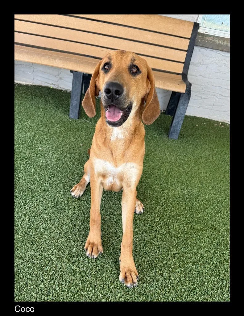 A young medium-sized female Hound dog named Coco for adoption in Chino Valley, AZ