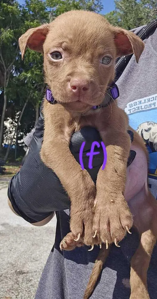 A baby small-sized female Brown / Chocolate American Bulldog dog named Walmart  Purple for adoption in Lakeland, FL