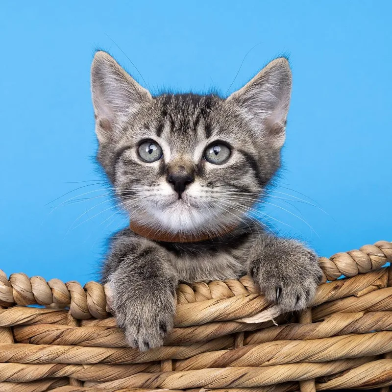 A baby small-sized male Smoke Domestic Short Hair cat named Nori for adoption in Franklin, TN