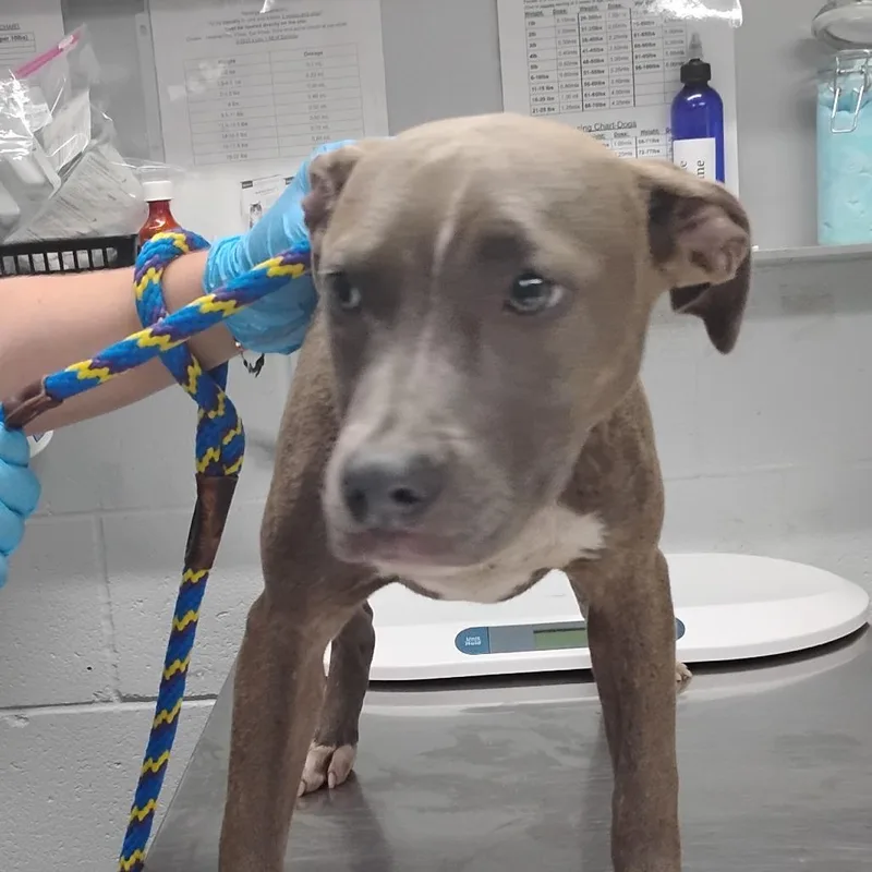 A young medium-sized female Gray / Blue / Silver Mixed Breed dog named Janis for adoption in Summerville, SC