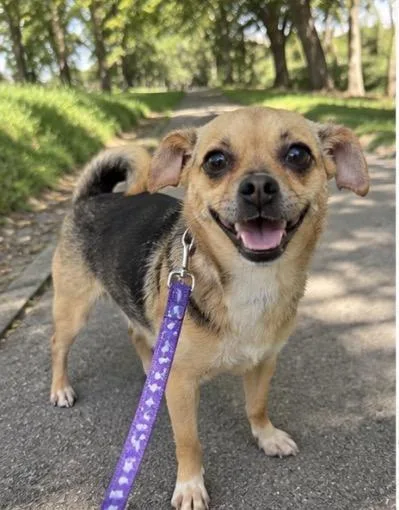A young small-sized female Pug dog named Betty for adoption in Corona, CA