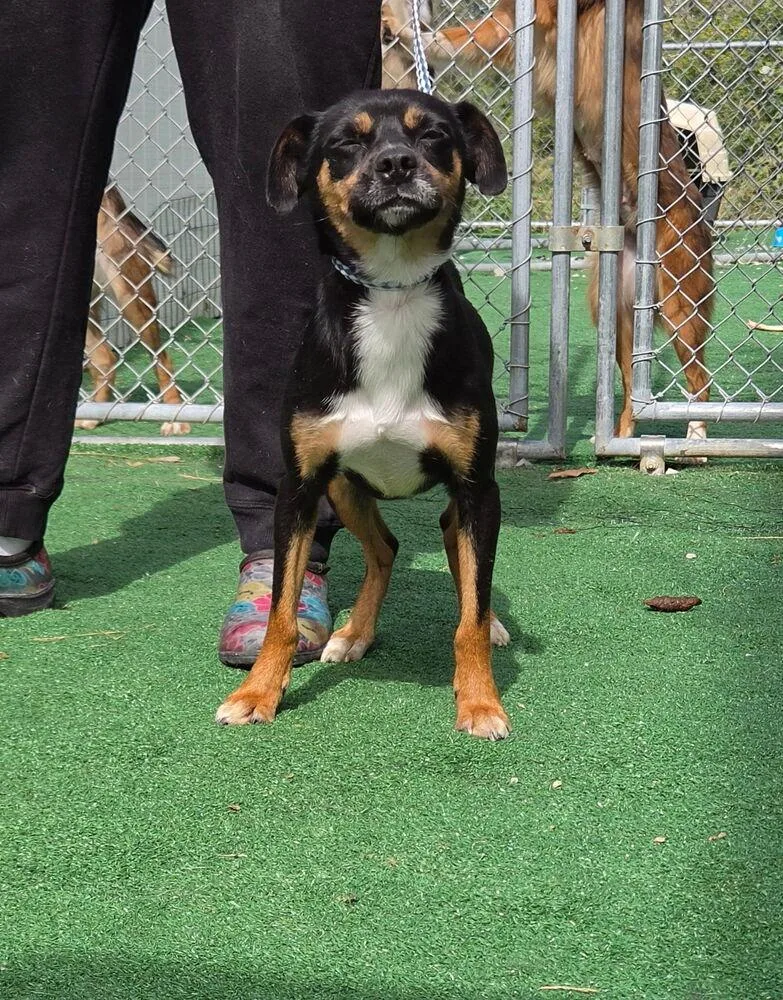 An adult small-sized female Brown / Chocolate Rat Terrier dog named Charlie for adoption in Waterloo, IL