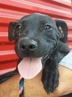 An adult large-sized female Labrador Retriever dog named Darby for adoption in St. Augustine, FL