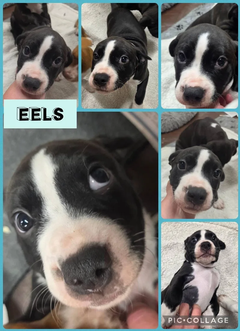 A baby medium-sized male American Bulldog dog named Eels for adoption in Newport, KY