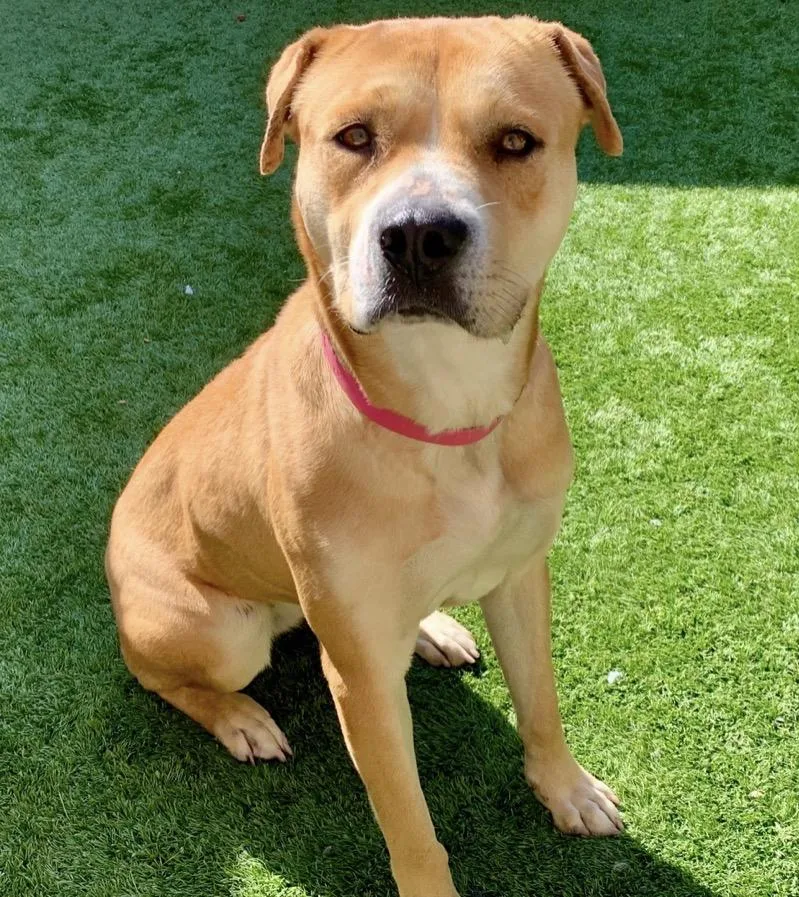 Urgent  Save Felicity thumbnail 4