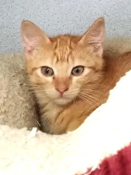 A young medium-sized male Orange / Red Domestic Short Hair cat named Pope for adoption in Waupaca, WI
