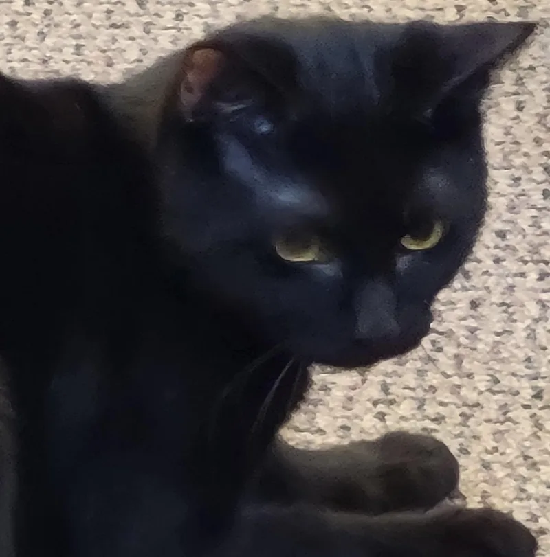 A young medium-sized male Black Domestic Short Hair cat named Vader for adoption in Raymond, WA