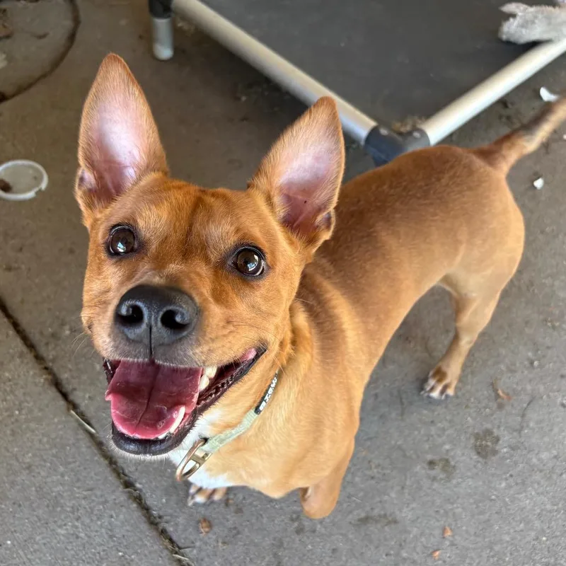 An adult medium-sized male Brown / Chocolate Mixed Breed dog named Hankie for adoption in Edwardsville, IL