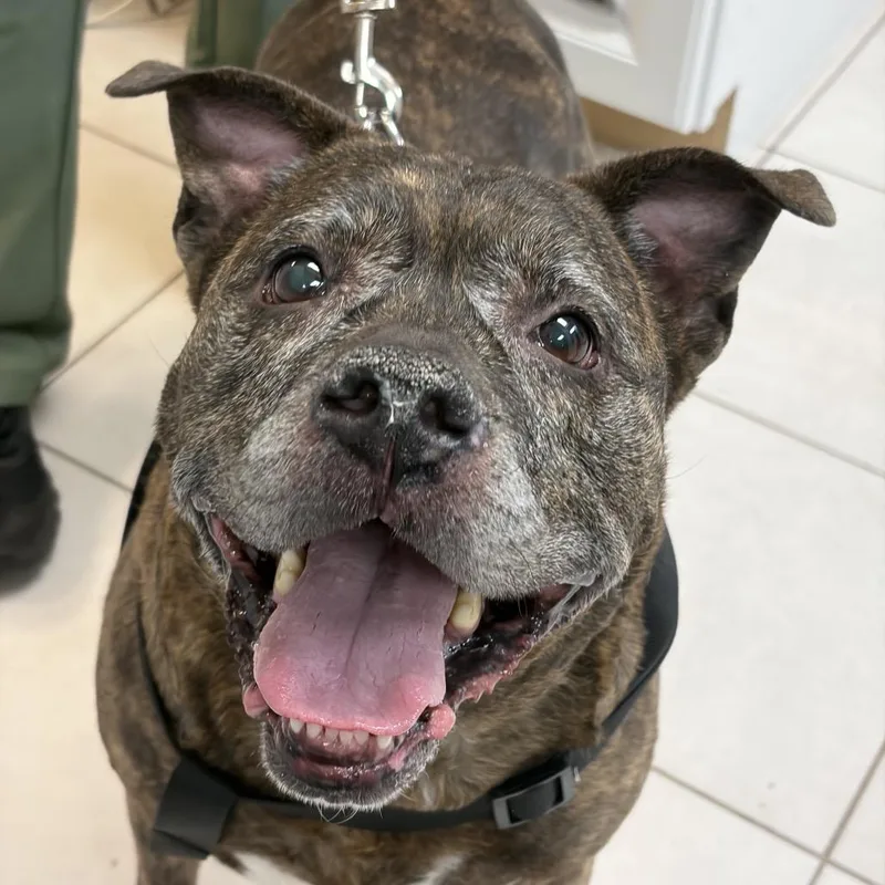 A senior large-sized female Boxer dog named Penny for adoption in Newark, NJ