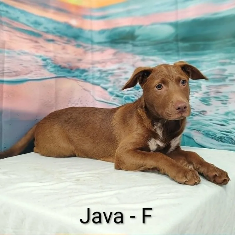 A baby medium-sized female Brown / Chocolate Labrador Retriever dog named Java for adoption in Griswold, CT