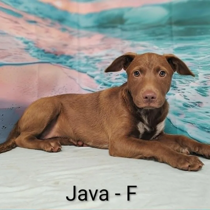 Java thumbnail 2
