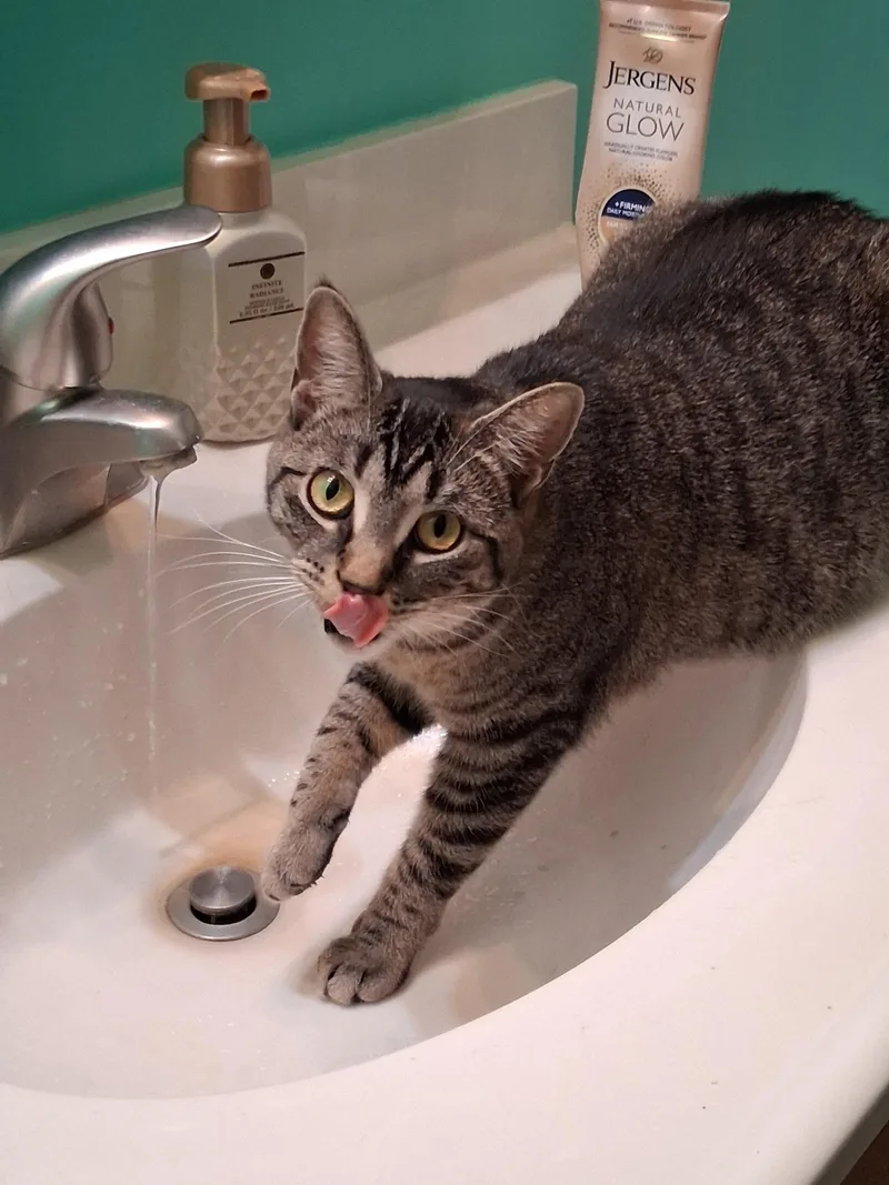 A young medium-sized female Tabby (Brown / Chocolate) American Shorthair cat named Snuggle for adoption in Lake City, MN
