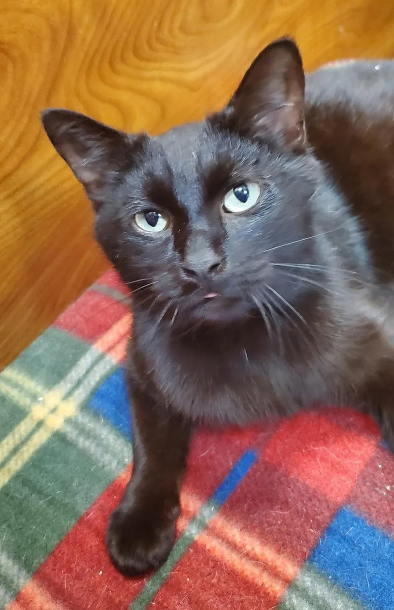 A young medium-sized female Black Domestic Short Hair cat named Onyx for adoption in Port Jefferson Station, NY