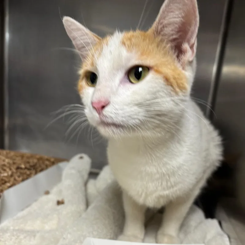 A young medium-sized female Domestic Short Hair cat named Honey Nut for adoption in Allentown, PA