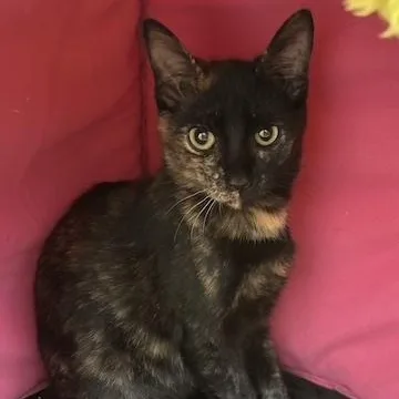 A baby medium-sized female Tortoiseshell Domestic Short Hair cat named Twyla for adoption in Minneapolis, MN