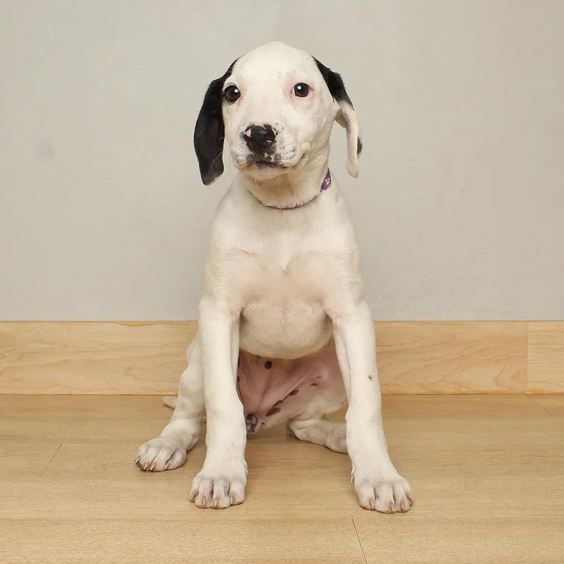 Evangaline D thumbnail 2