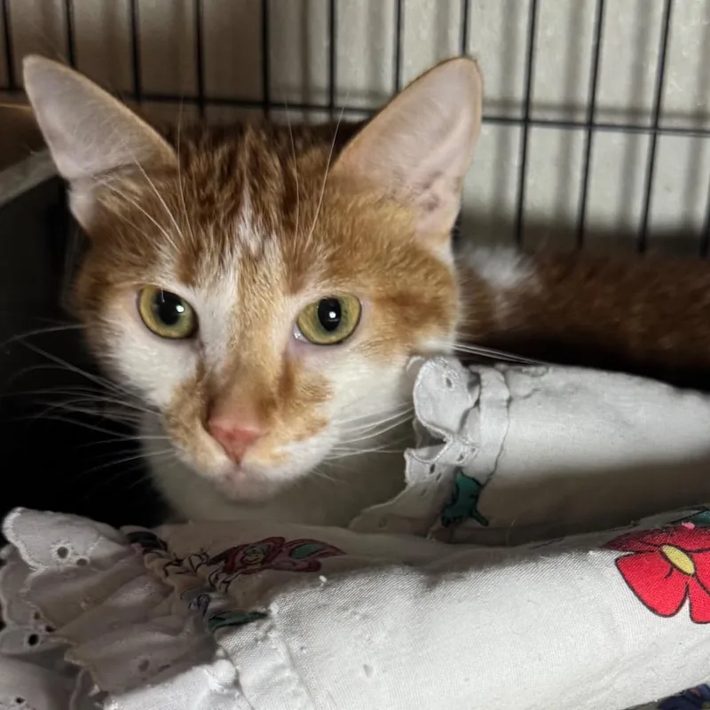 A young medium-sized female Domestic Short Hair cat named Samantha for adoption in Saginaw, MI