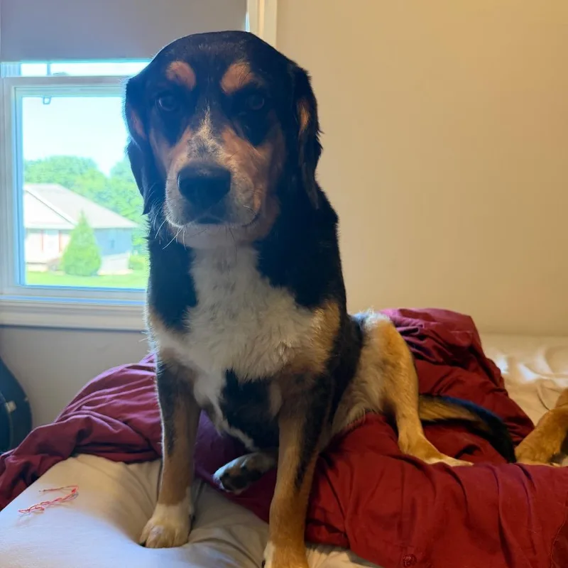An adult medium-sized male Black Beagle dog named Benson for adoption in Peculiar, MO