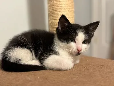 A baby medium-sized male Black & White / Tuxedo Tuxedo cat named Benji for adoption in Staunton, VA
