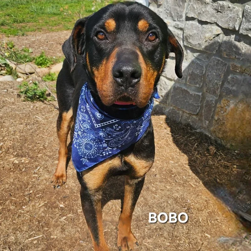 A young large-sized male Black Rottweiler dog named Bobo for adoption in Arlington, TX