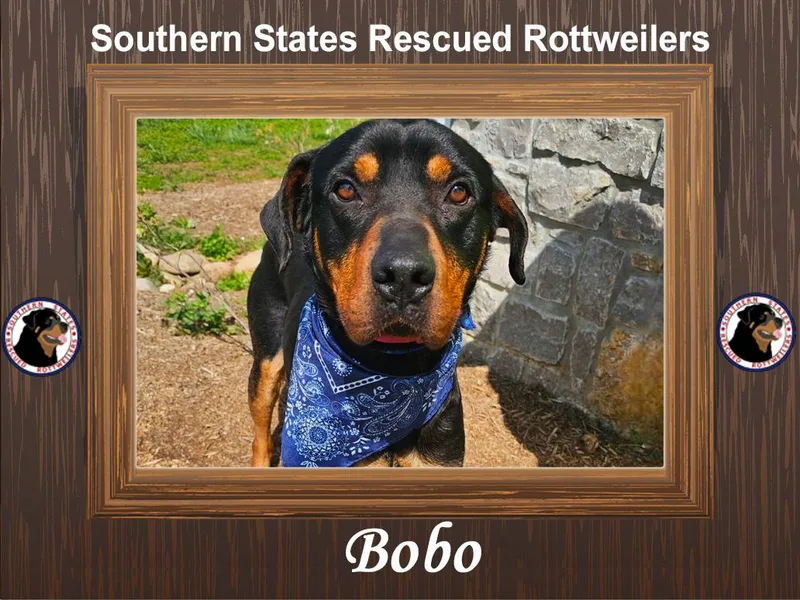 Bobo thumbnail 4