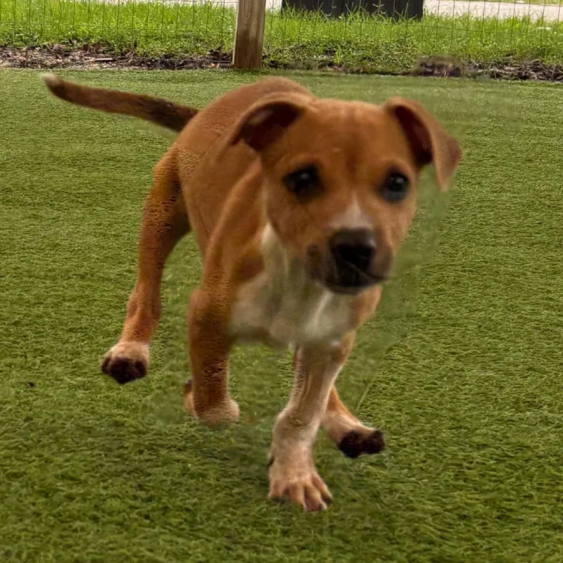 A baby small-sized female Yellow / Tan / Blond / Fawn Mixed Breed dog named Bloom for adoption in LOXAHATCHEE, FL