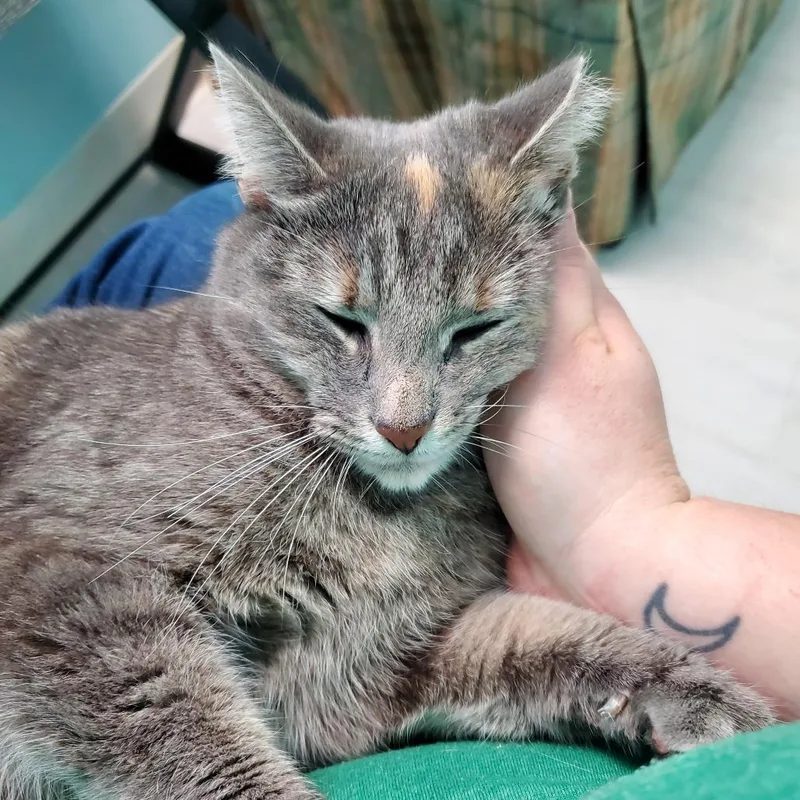 Butterscotch thumbnail 2