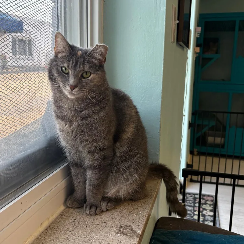 Butterscotch thumbnail 3