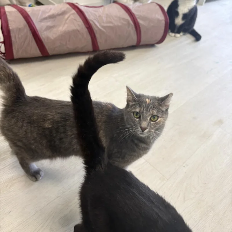 Butterscotch thumbnail 4