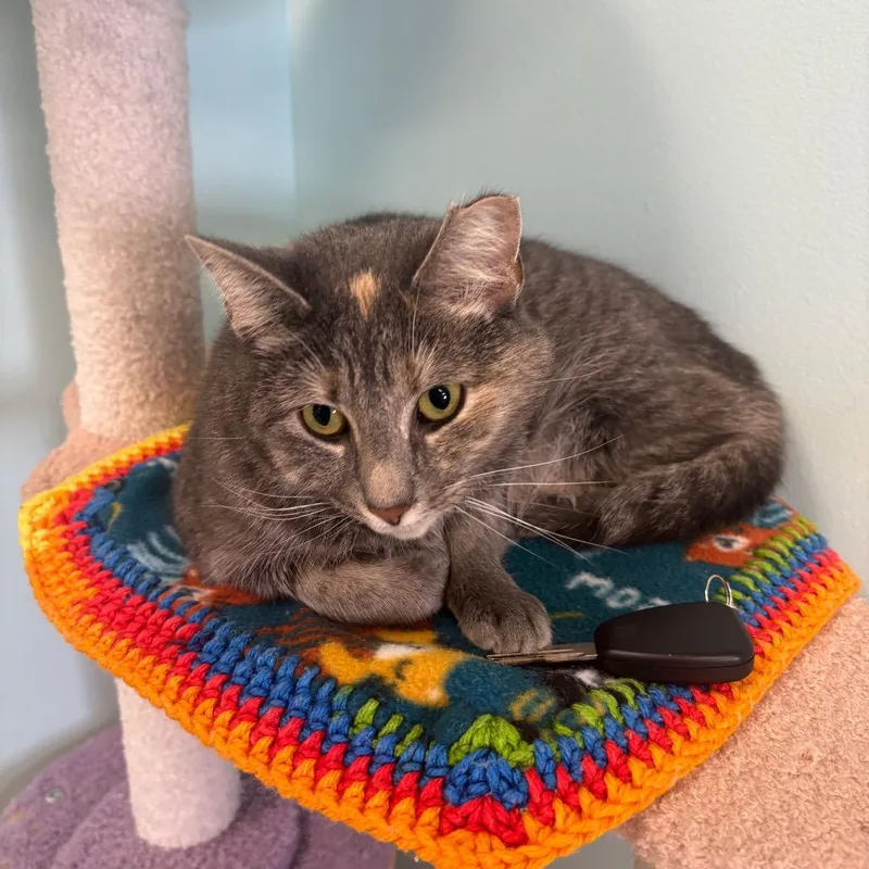 Butterscotch thumbnail 5