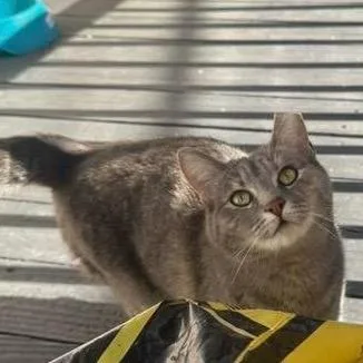 Butterscotch thumbnail 6