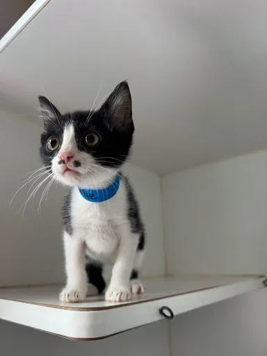 A baby small-sized male White Domestic Short Hair cat named Charlie for adoption in Oakland, CA