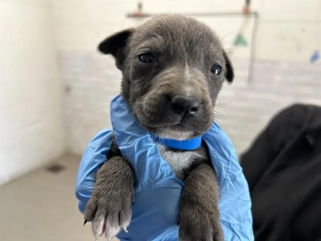 A baby small-sized male Pit Bull Terrier dog named Badu for adoption in San Bernardino, CA