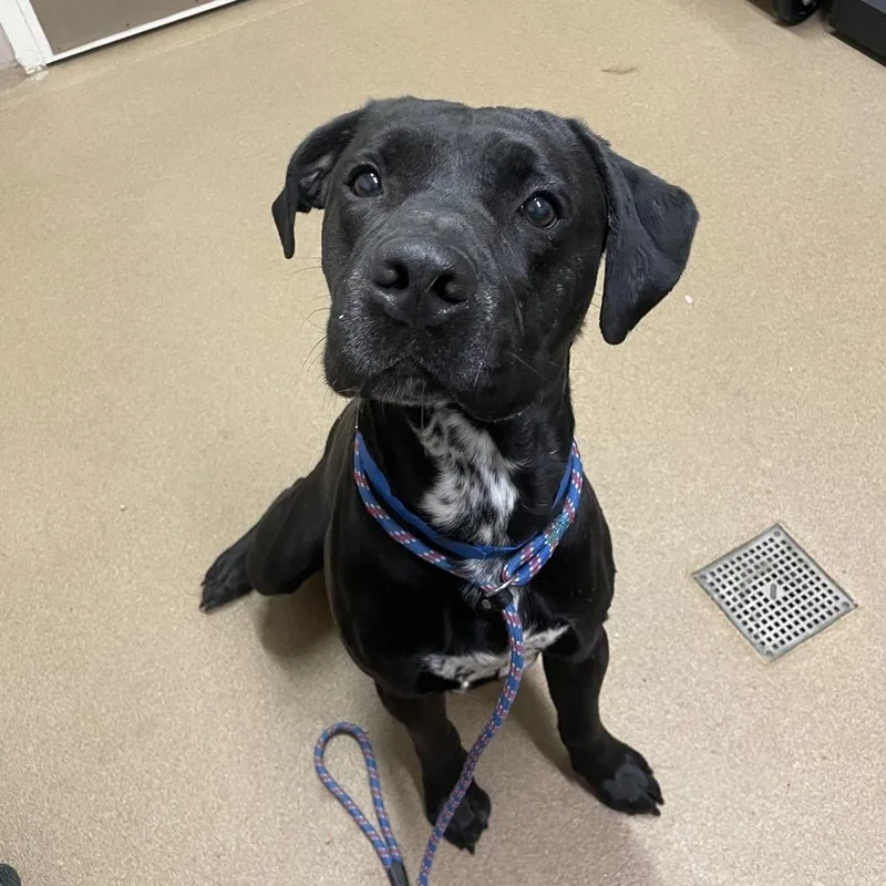 An adult large-sized male Black Mixed Breed dog named Hammie for adoption in Chattanooga, TN