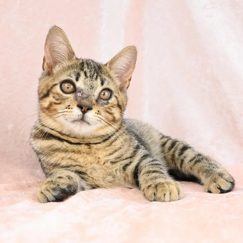 A baby small-sized male Brown / Chocolate Domestic Short Hair cat named Lt. Dan for adoption in Mobile, AL
