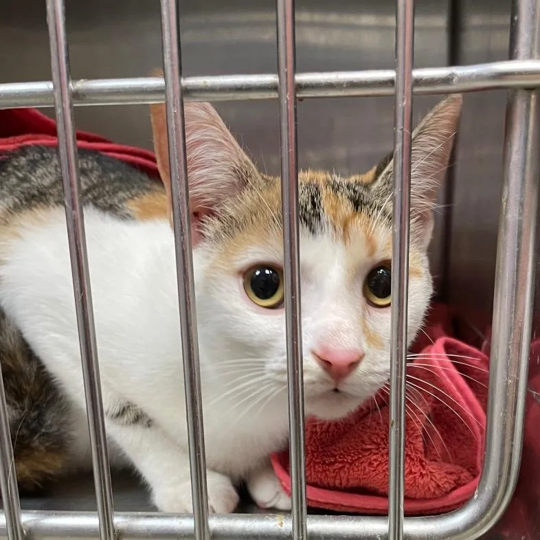 An adult medium-sized female Calico Domestic Short Hair cat named Cordelia for adoption in Brownsboro, AL
