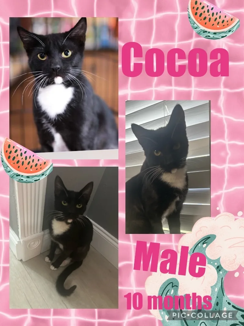 A baby small-sized male Black & White / Tuxedo American Shorthair cat named Cocoa for adoption in Palm City, FL
