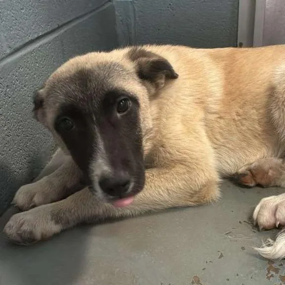 A baby medium-sized female Yellow / Tan / Blond / Fawn Mixed Breed dog named Dee Dee for adoption in Gadsden, AL