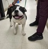 An adult large-sized male Black Pit Bull Terrier dog named Og for adoption in Moline, IL