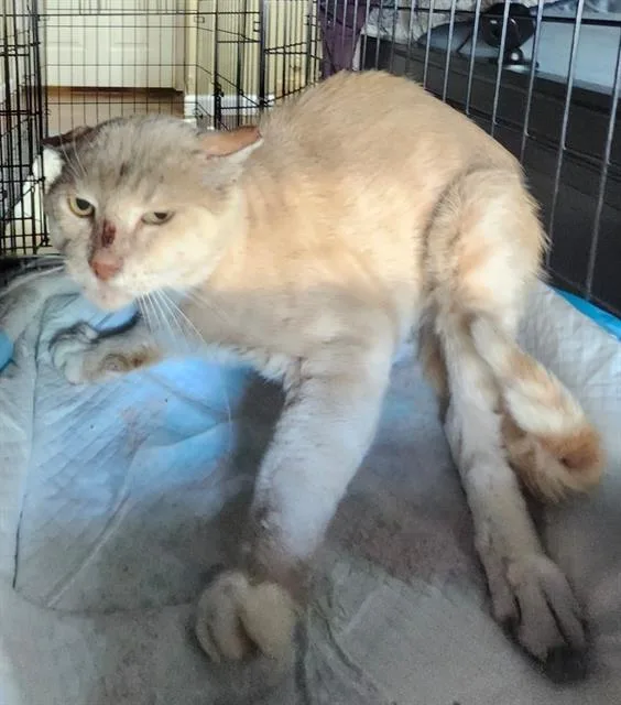 An adult medium-sized male Domestic Short Hair cat named Dusty for adoption in San Antonio, TX